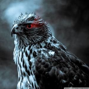 Meet your Posher, Angel abel